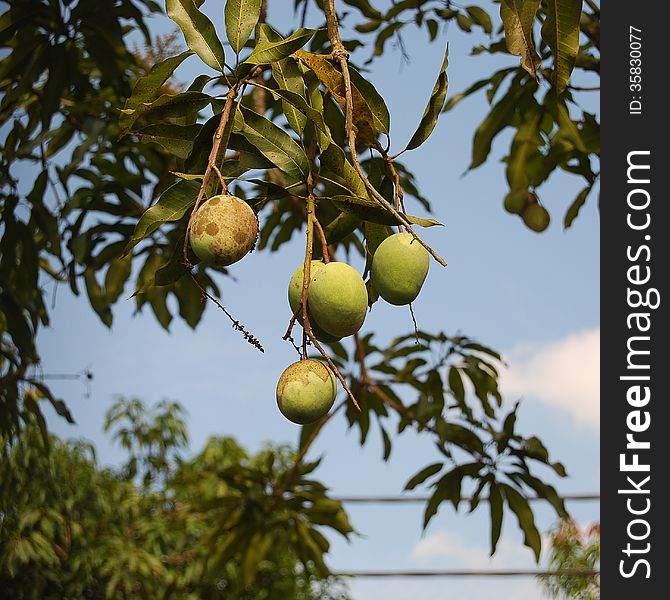 Mango tree with ripening fruits