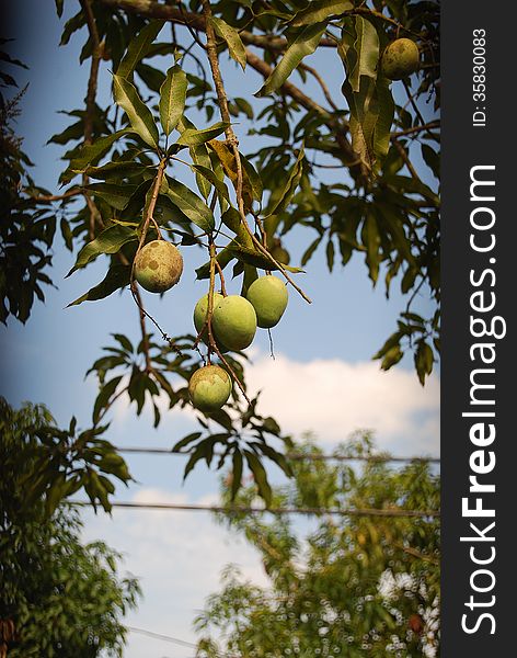 Mango tree with ripening fruits