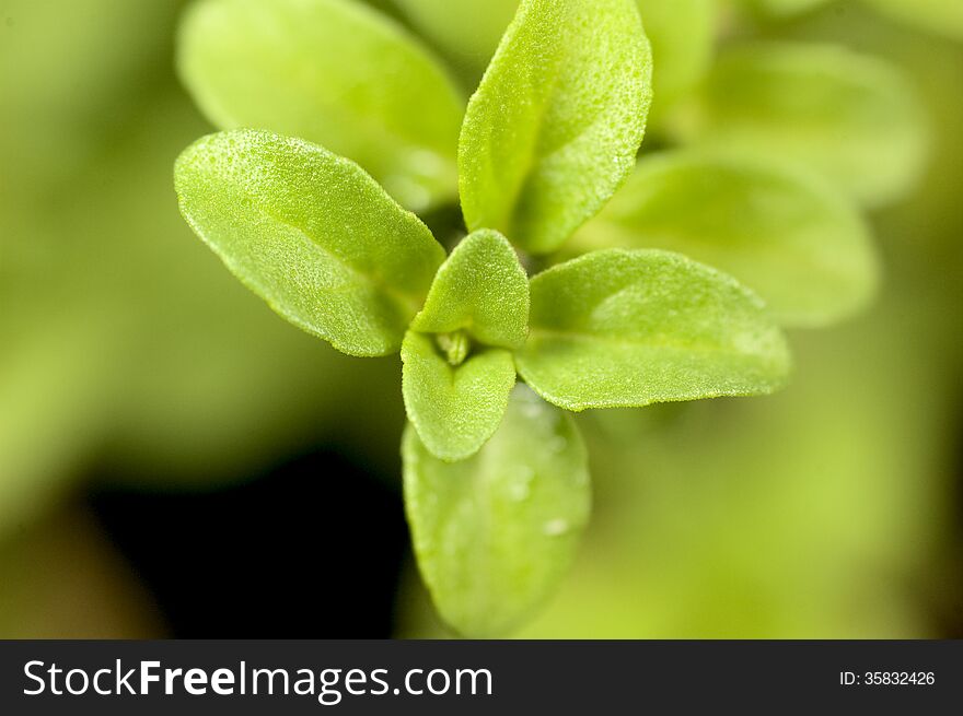 Corsican Mint leaves