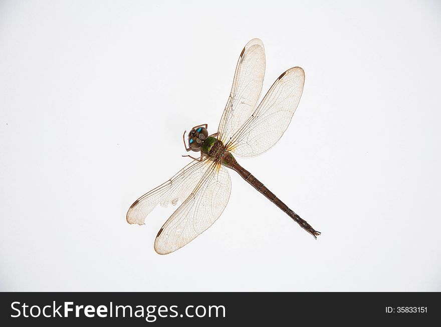 Dragonfly on the white background