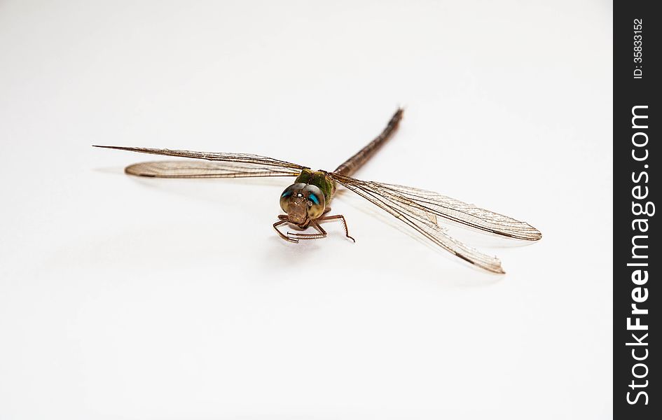 Dragonfly on the white background