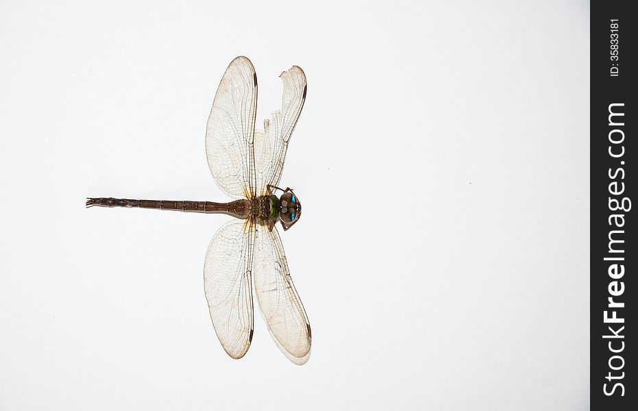 Dragonfly on the white background