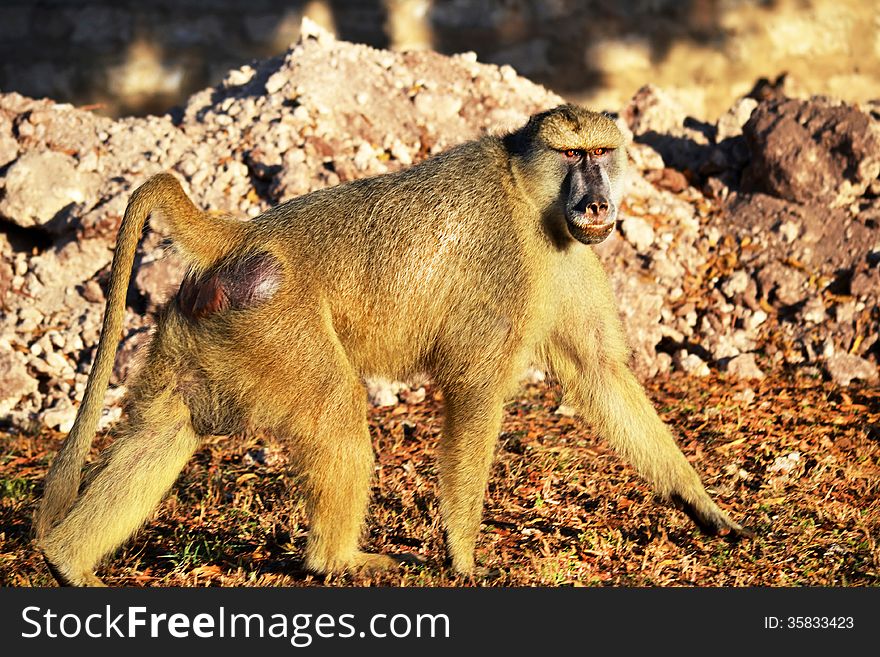 Wild babuin in natural environment in Kenya