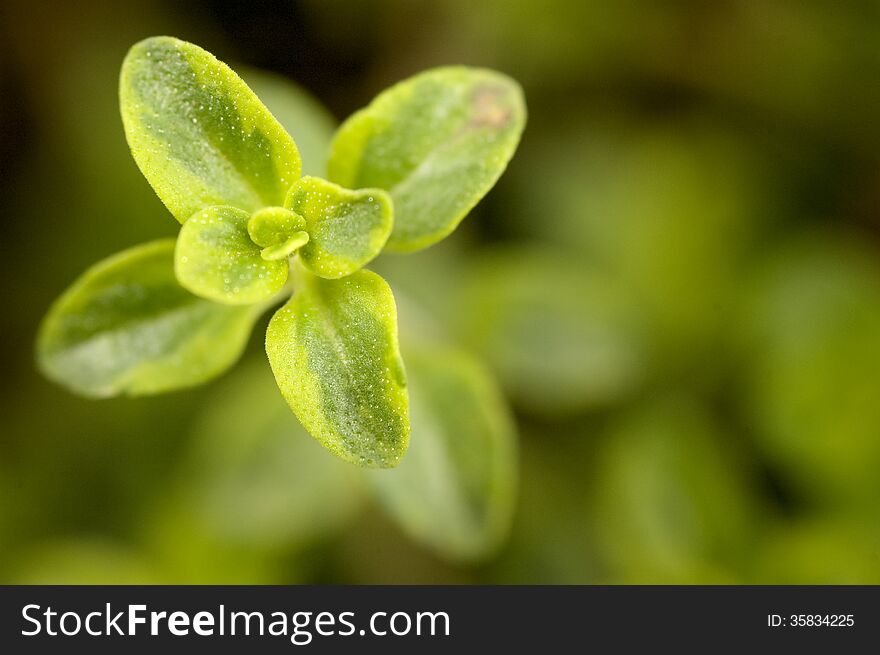 Green and yellow leaves of the growth point of a Caraway Thyme plant. Green and yellow leaves of the growth point of a Caraway Thyme plant