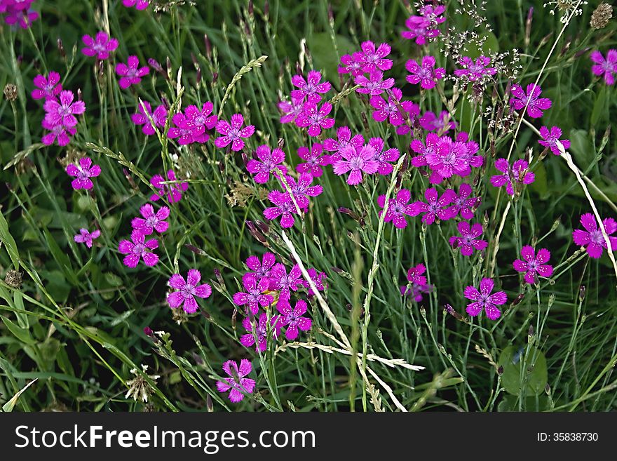 Dianthus deltoides - pink speckled (tears of the Virgin Mary)