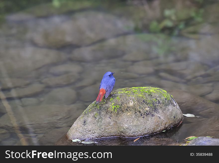A bird standing on a river stone.it is going to prey upon insects. A bird standing on a river stone.it is going to prey upon insects.