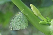 Common Emigrant Butterfly On Papaya Tree. Stock Photo Common Emigrant Butterfly On Papaya Tree. Stock Photo