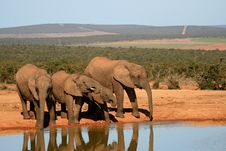 Elephants Drinking Stock Photos Elephants Drinking Stock Photos