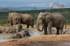 Elephants Swim & Spray Mud Royalty Free Stock Images Elephants Swim & Spray Mud Royalty Free Stock Images