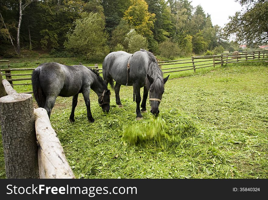 Two gray horses on pasture, horse tosses his head green grass in front of him, horse fence from wooden logs. Two gray horses on pasture, horse tosses his head green grass in front of him, horse fence from wooden logs