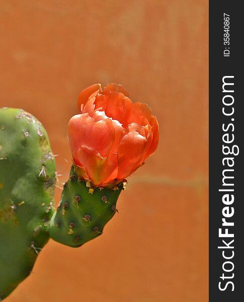 Close up of orange Prickly pears blossom