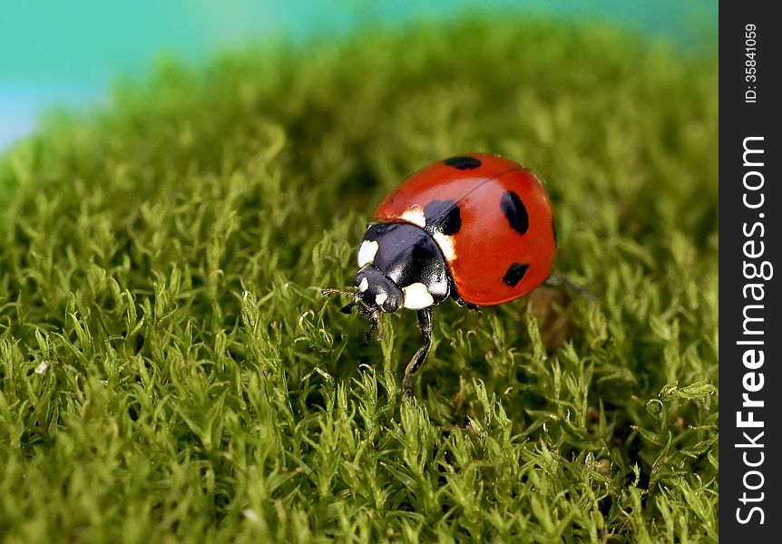 The image of a ladybug sitting on a grass