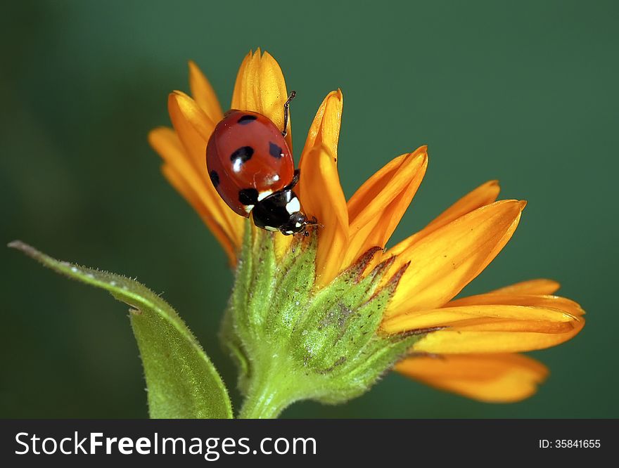 The image of a ladybug sitting on a grass