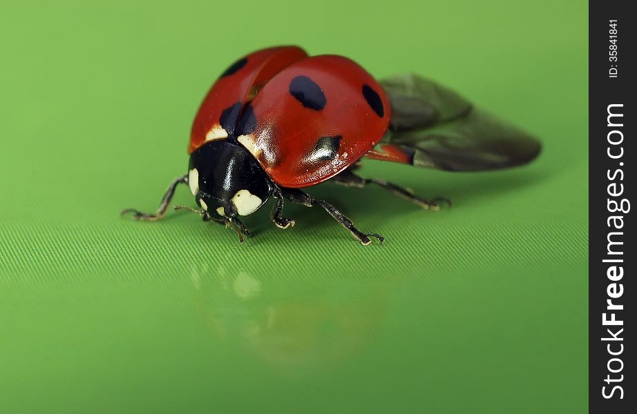 The image of a ladybug sitting on a grass