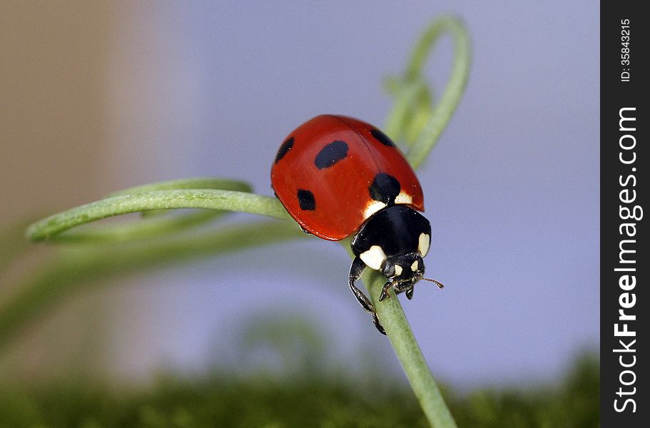The image of a ladybug sitting on a grass