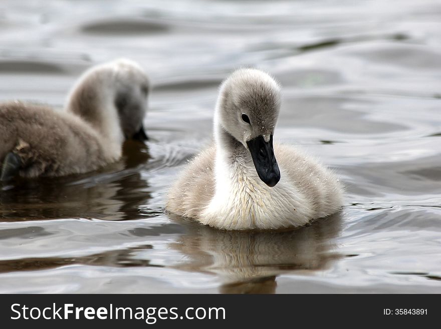 Two cute cygnets in pond. Two cute cygnets in pond