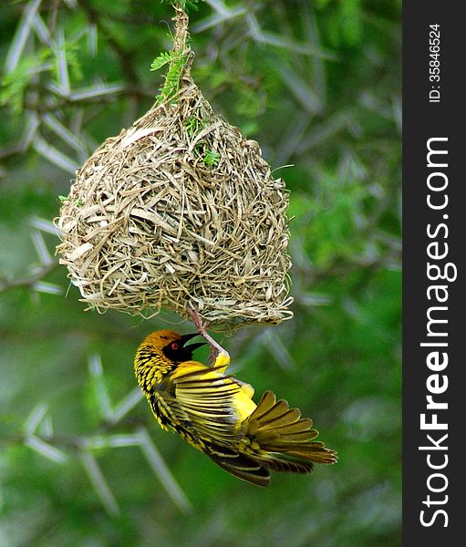 A yellow Southern Masked Weaver or African Masked Weaver ( Ploceus velatus ) under its nest in South Africa. A yellow Southern Masked Weaver or African Masked Weaver ( Ploceus velatus ) under its nest in South Africa.