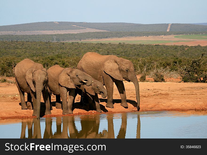 Elephants drinking and reflected in waterhole at Addo Elephant National Park in South Africa.