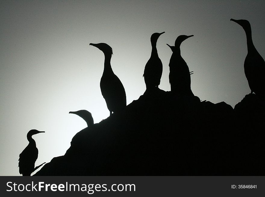Cormorants on a rock silhouetted against a pale sky in Algoa Bay, South Africa. Cormorants on a rock silhouetted against a pale sky in Algoa Bay, South Africa.