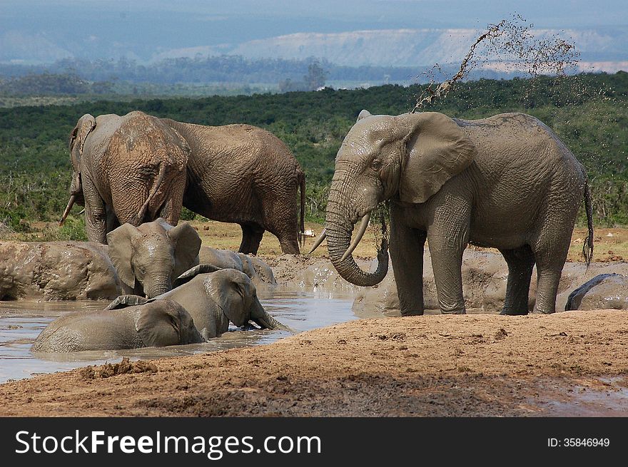 Grey African elephants swim and spray mud at a waterhole in Addo region in South Africa. Grey African elephants swim and spray mud at a waterhole in Addo region in South Africa.