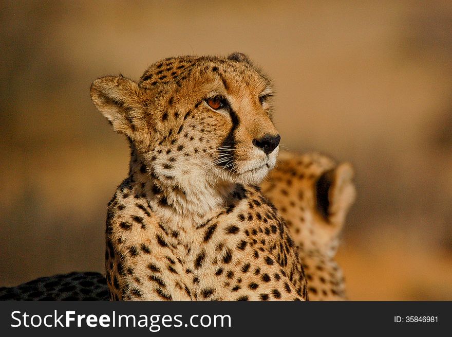 Close-up of a cheetah Acinonyx jubatus In South Africa. Close-up of a cheetah Acinonyx jubatus In South Africa.