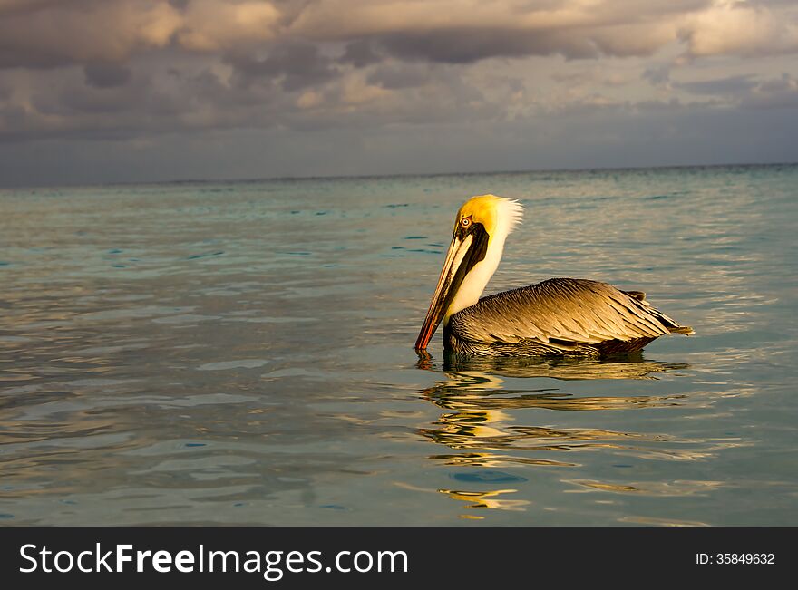 Pelican in the sea