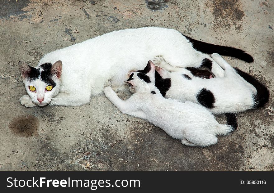 Street cat Malaysia with old kittens