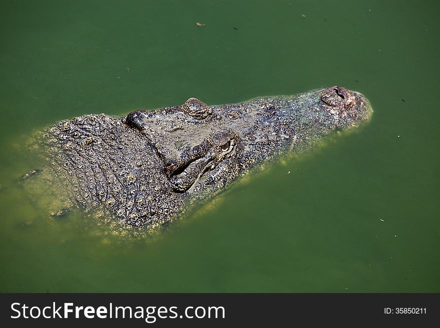 A saltwater indopacific crocodile in water