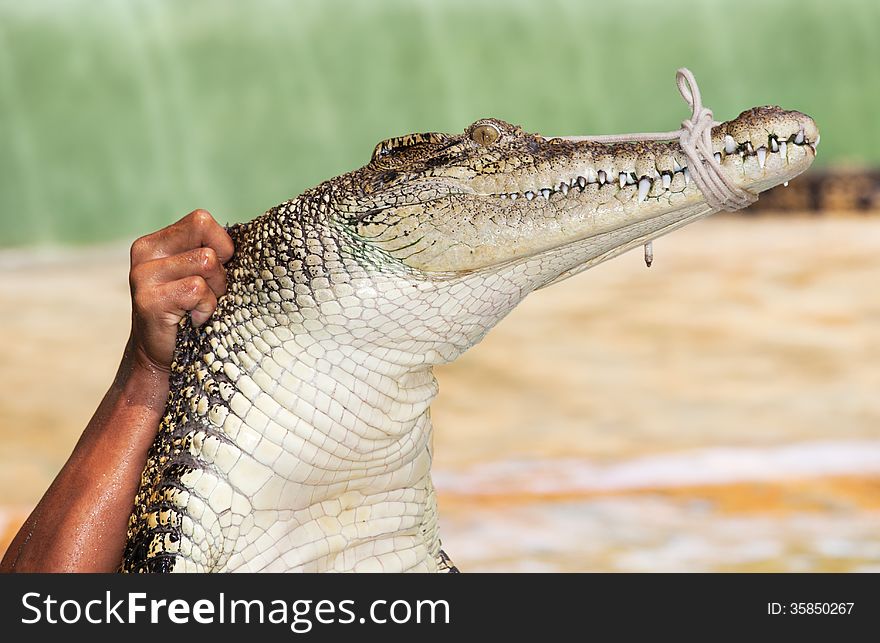 A saltwater indopacific crocodile being held up
