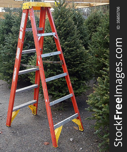 A ladder next to fresh cut Christmas trees for sale at a local farmer's market