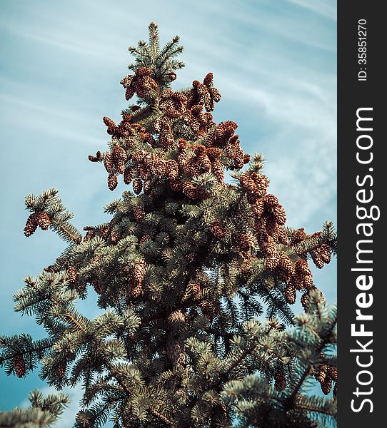 Fir tree branches and cones in sky