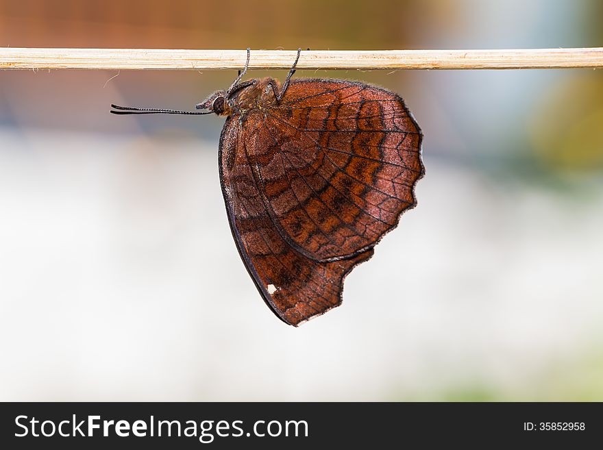 Angled Castor butterfly