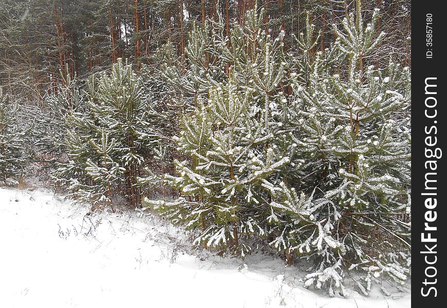 Christmas trees under the snow in the forest