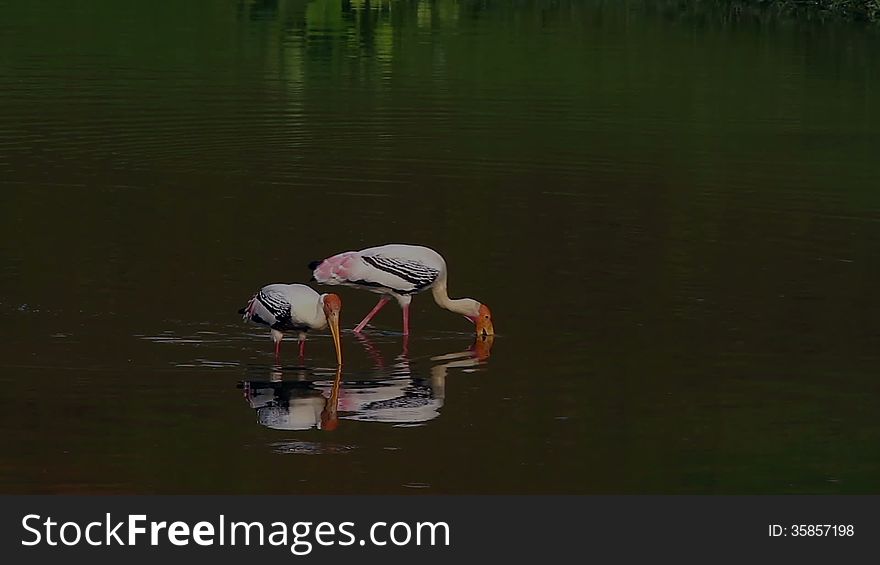 Footage of Painted Storks (Mycteria leucocephala) fishing in the muddy water of a pond. Footage of Painted Storks (Mycteria leucocephala) fishing in the muddy water of a pond