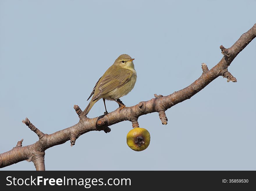 Willow warbler (phylloscopus trochilus) standing on a branch. Willow warbler (phylloscopus trochilus) standing on a branch.