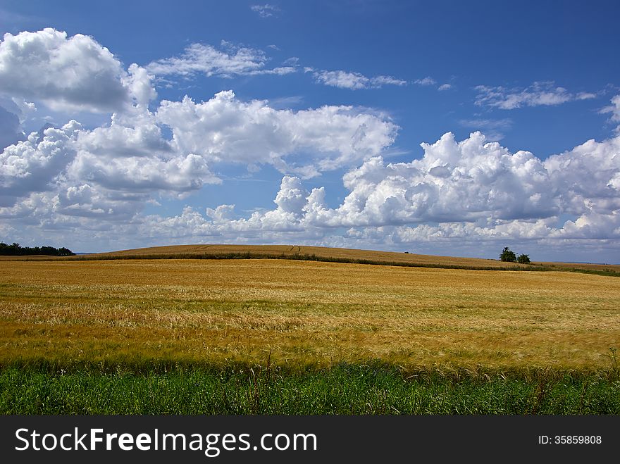Wheat field with beautiful clouds formation agriculture background image