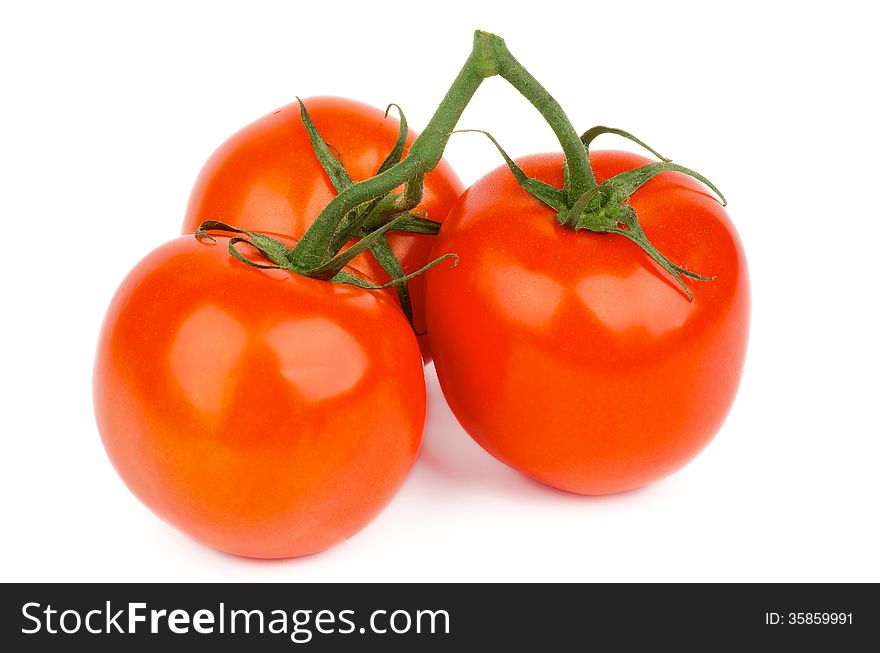 Bunch of Three Ripe Tomatoes with Stems and Twigs isolated on white background