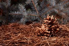 New Year`s Composition Of A Pine Cones Stock Images New Year`s Composition Of A Pine Cones Stock Images