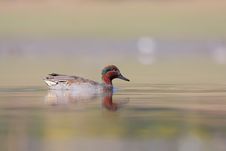 Green-winged Teal &x28;Anas Carolinensis&x29; Or &x28;Anas Cre Stock Photos