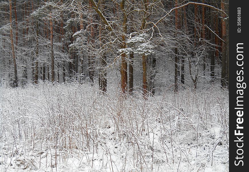 Winter snowy forest texture background