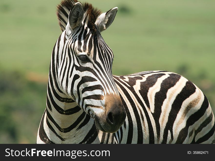 Close up of a healthy young black and white striped Burchell's Zebra ( Equus quagga burchellii ) showing typical brown shadow lines - set against a green background. Close up of a healthy young black and white striped Burchell's Zebra ( Equus quagga burchellii ) showing typical brown shadow lines - set against a green background.