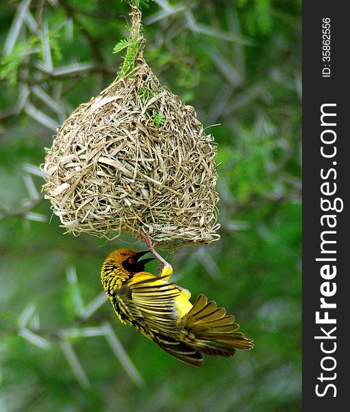 A yellow Southern Masked Weaver ( Ploceus velatus ) under its woven grass nest over the Sundays River in South Africa.