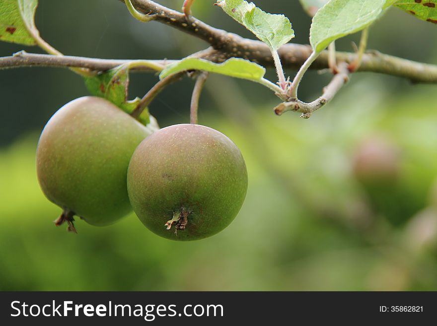 A Pair of Apples Growing on a Fruit Tree. A Pair of Apples Growing on a Fruit Tree.