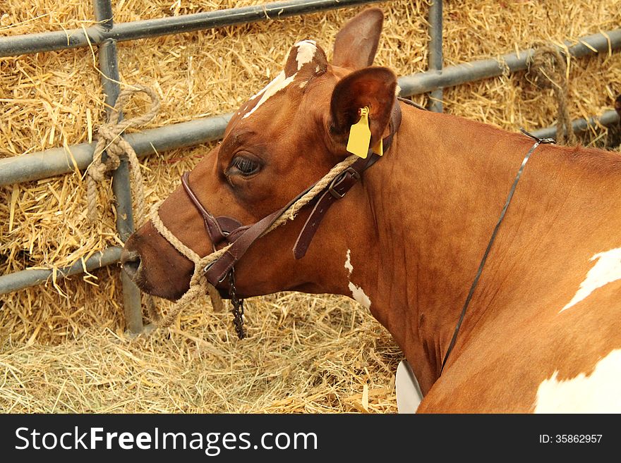 A Large Brown Cow Tethered on a Bed of Straw. A Large Brown Cow Tethered on a Bed of Straw.