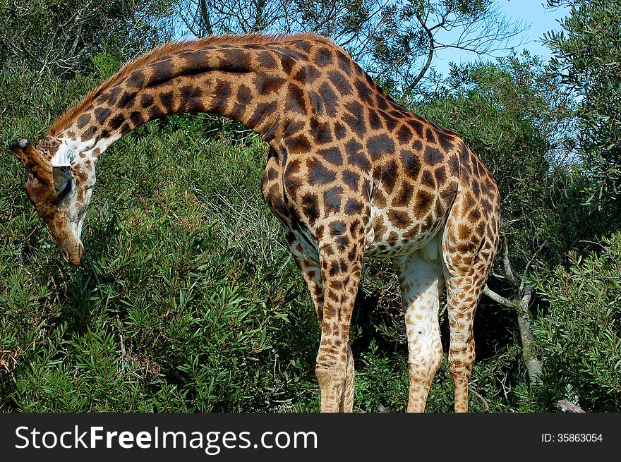 A giraffe ( Giraffa camerlopardalis ) arches its neck to browse, showing geometric patterns on his hide. A giraffe ( Giraffa camerlopardalis ) arches its neck to browse, showing geometric patterns on his hide.