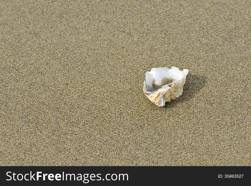 Sea shell on the beach.