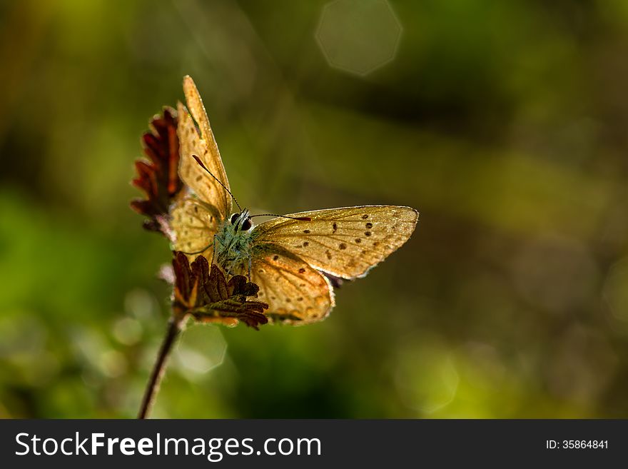 Closeup butterfly of common blue