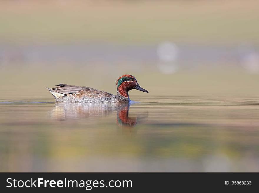 Green-winged Teal (Anas carolinensis) or (Anas crecca carolinensis) swimming in lake. Green-winged Teal (Anas carolinensis) or (Anas crecca carolinensis) swimming in lake.