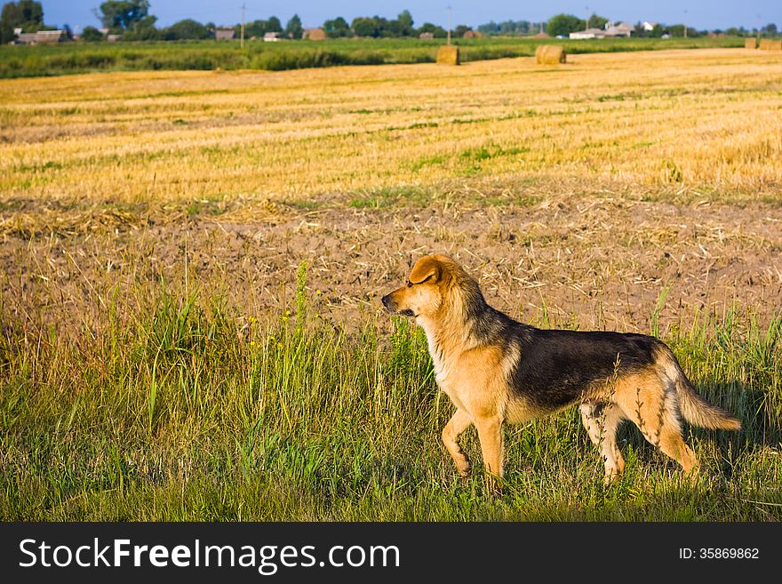 Brown Dog Running In Field Outdoor. Brown Dog Running In Field Outdoor