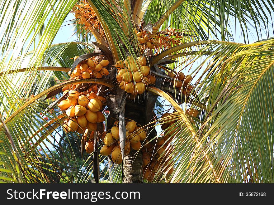 Coconuts on coconut palm tree